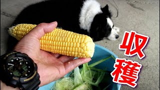 【家庭菜園・四国地方】トウモロコシ栽培記録（播種から収穫・試食まで）