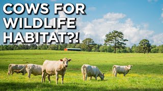 Using Cattle To Improve Your Farm For Wildlife?!?