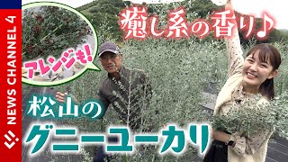 【松山の旬】見た目・香りに癒される♪実は松山が全国有数の産地です＜NEWS CH.4＞