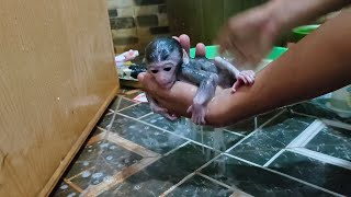 Very quiet and comfortable.. Newborn baby monkey Picko really likes a warm bath