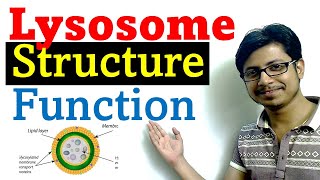 Lysosome structure and function