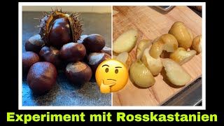 Experiment mit (giftigen) Rosskastanien: Notnahrung oder ungenießbar?