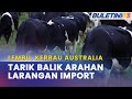 LEMBU, KERBAU AUSTRALIA | Malaysia Tarik Balik Larangan Import