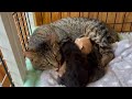 15匹の多頭飼育崩壊現場へ⑤白猫が子猫を出産。辛い現実