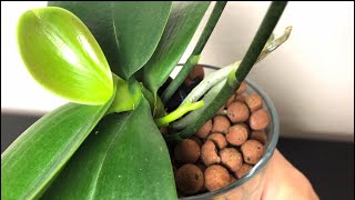 蘭花 - 爆根又爆花芽，是要爆盆的節奏嗎？Growing orchid in hydroponic expanded clay pebbles