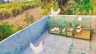 Rooftop Poultry | Raising Chickens at Rooftop | Ghar ki Chat py Murgi Palna | Dr. ARSHAD