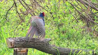 国鳥キジ・平成最後の月の雄叫び