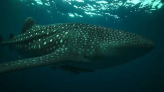 Nabire Whale Shark Part 4