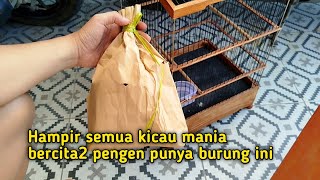 Saking langkanya punya uang ratusan juta pun belum tentu bisa memiliki burung ini