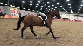 Noteworthy Adult Equitation August 25 2022