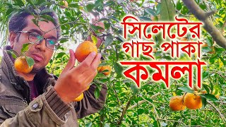 SYLHETI ORANGE |  সিলেটী গাছ পাকা কমলা | Vlog | CHANNEL SYLHET