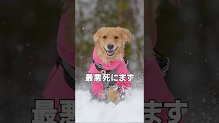 車に住む犬連れ夫婦の寒さ対策【雪の車中泊】#shorts #夫婦 #車中泊 #夫婦旅 #犬のいる暮らし #ボーダーコリーと暮らす