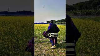 শহরের মেয়েরা সরিষা ক্ষেত দেখলে যা করে #shortvideo #viralvideo #trending