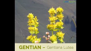 Gentiana lutea, the great yellow gentian, explain in detail including all pharmacological properties