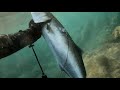 spearfishing moja prva strijelka 3 kg