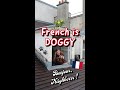 Weird DOG EXPRESSIONS in French