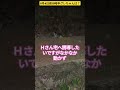 【9月4日夜８時グレちゃんは】行方不明さくらねこ捜索中