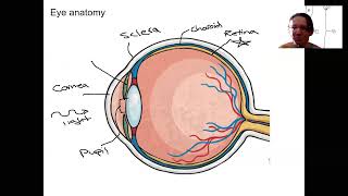 15.5 eye anatomy