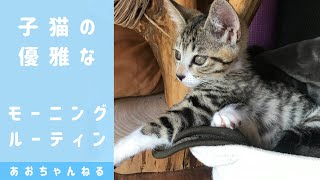 可愛すぎる子猫のモーニングルーティン