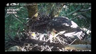 2021(8/8 Foodpapa某鳥-1) 大安森林公園鳳頭蒼鷹巢位直播回顧　Crested Goshawk Nest Cam, Daan Park, Taiwan カンムリオオタカの子育て生中継