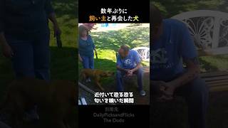 数年ぶりに飼い主と再会した犬