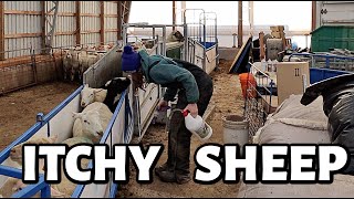 A weekend of chores, treating itchy sheep and an ultimate marriage test. 🛠 | Vlog 670