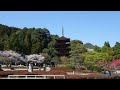 国宝瑠璃光寺五重塔、香山公園の桜、山口市