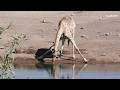 LIVE at the waterhole - 19 April 2026