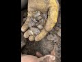 Digging Crystals, Mining Herkimer Diamond Quartz Gems #crystals #digging #mine #mining #treasure