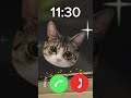 hello cat 🐱 sounds good ringtone