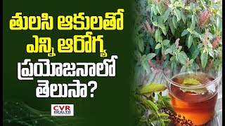 తులసి ఆకులతో ఎన్నో ఆరోగ్య ప్రయోజనాలో తెలుసా ? | Health Benefits of Basil Leaves? | CVR Health