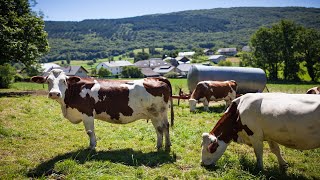 Bovine Beauties and Beasts: Live Encounters with Nature's Marvelous Creatures #withme #farmlife