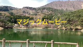 福島県桑折町 　半田山自然公園🌸さくら満開です🌸2023.4.11