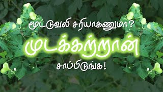 மூட்டுவலி சரியாகணுமா? முடக்கற்றான் சாப்பிடுங்க | Mudakkathan | Balloon Vine