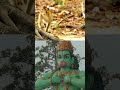 குரங்குகளுக்கு உணவளிப்பதால் ஏற்படும் ஜோதிட பலன்கள் shorts monkeys hanumanji monkeyvideo amazing