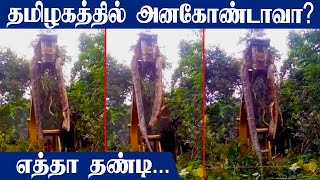 Anaconda in Tamilnadu ? video goes viral on the Internet | Oneindia Tamil