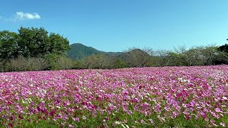 2020/10/13　150万本のコスモスが秋の風に揺れる宮の前公園　～高知県越知町～