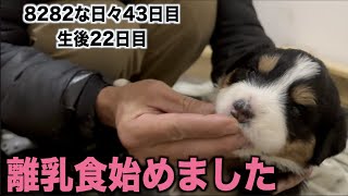 離乳食を与えてみました【バニ保護っ子43日目】