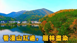 #美丽乡村第16集|安徽篇  “山远天高烟水寒，相思枫叶丹”。深秋的小山村景色怡人，秋意渐浓。看漫山红遍，层林尽染！邀三五好友赏红叶度周末也是一种不错的选择。