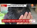 special report on buldhana hair loss बुलढाण्यातील टक्कल पडण्याची साथ वाढली zee24taas