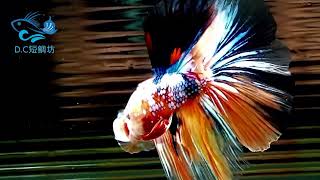 11/22【DC短鯛坊】糖果半月公鬥魚（HMBetta）No.S103【ShowBetta】@dcasfish