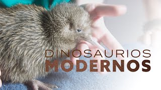 Dinosaurios Modernos: El kiwi