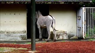 ナギさん、吠える　Grevy's zebra(グレビーシマウマ)