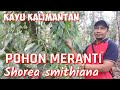 MENGENAL JENIS MERANTI (Shorea smithiana) FAMILI DIPTEROCARPACEAE, DI HUTAN ALAM