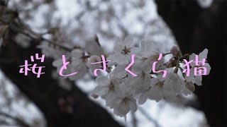 【地域猫】　桜とさくら猫