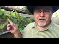 7 MORE Garden Tips I Wish I Knew Sooner  Black Gumbo