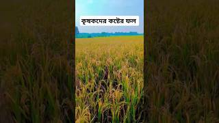 কৃষকদের কষ্টের ফল এগুলো.আজ তাদের জন্যই আমরা বেঁচে আছি ♥️ #minivlog #rooftopgarden #gardeningplants