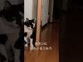 かくれんぼ中　 猫