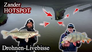 An diesen Spots FANGT ihr jetzt große ZANDER |  LIVEBISS auf LIVEBISS