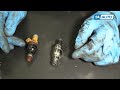 how to replace fuel injectors 97 04 ford f150